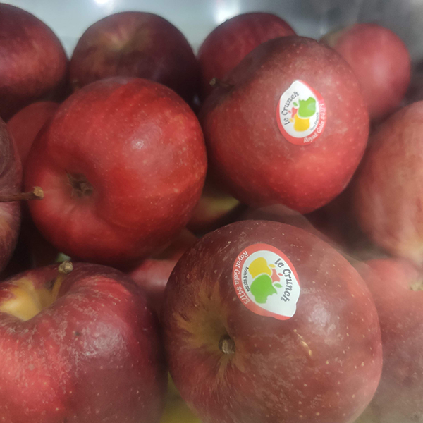 Táo đỏ Royal Gala